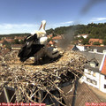 14_15-nest.jpg