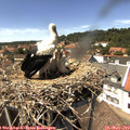 14_20-nest.jpg