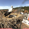 14_25-nest.jpg