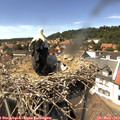 14_30-nest.jpg