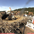14_45-nest.jpg