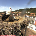 14_50-nest.jpg