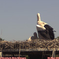 15_00-mast.jpg