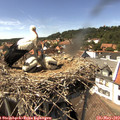 15_00-nest.jpg