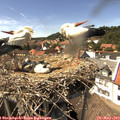 15_05-nest.jpg