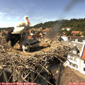15_20-nest.jpg