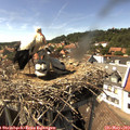 15_25-nest.jpg