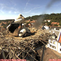 15_30-nest.jpg