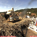 15_35-nest.jpg