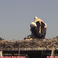 15_40-mast.jpg