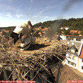 15_40-nest.jpg