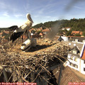 15_45-nest.jpg