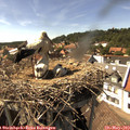 15_50-nest.jpg