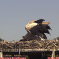 16_00-mast.jpg