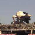 16_05-mast.jpg