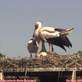 16_10-mast.jpg