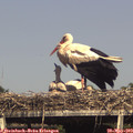 16_15-mast.jpg