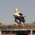 16_20-mast.jpg