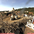 16_20-nest.jpg