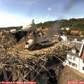 16_25-nest.jpg