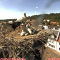 16_30-nest.jpg