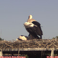 16_35-mast.jpg