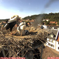 16_40-nest.jpg