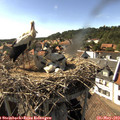 16_45-nest.jpg