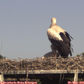 16_50-mast.jpg