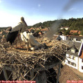 16_50-nest.jpg