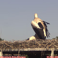 16_55-mast.jpg