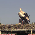 17_00-mast.jpg