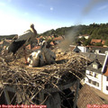 17_00-nest.jpg