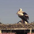 17_05-mast.jpg