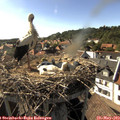 17_10-nest.jpg
