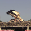 17_15-mast.jpg