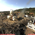 17_15-nest.jpg