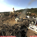 17_20-nest.jpg