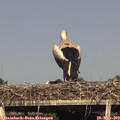 17_35-mast.jpg