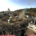 18_00-nest.jpg