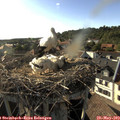 18_10-nest.jpg