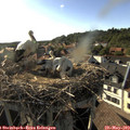 18_15-nest.jpg