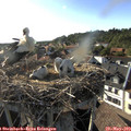 18_20-nest.jpg
