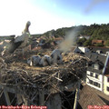 18_25-nest.jpg
