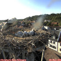 18_30-nest.jpg