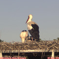 18_35-mast.jpg