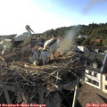 18_35-nest.jpg
