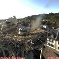 18_40-nest.jpg