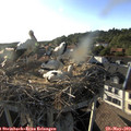 18_45-nest.jpg