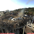 18_50-nest.jpg